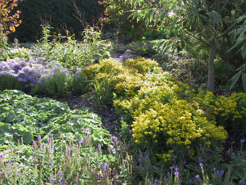 Solidago Hybride Laurin + Aster sedifolius Nanus.jpg